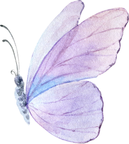Lilac Watercolor Butterfly Illustration